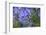 Agapanthus close-up, Sausalito, Marin County, California-Anna Miller-Framed Photographic Print