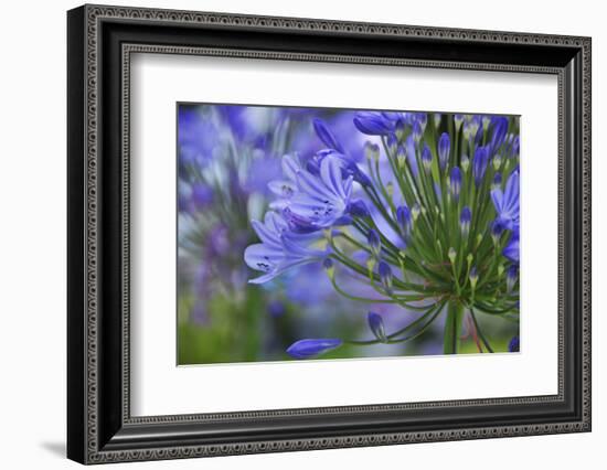 Agapanthus close-up, Sausalito, Marin County, California-Anna Miller-Framed Photographic Print