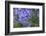 Agapanthus close-up, Sausalito, Marin County, California-Anna Miller-Framed Photographic Print