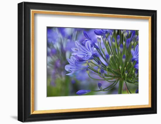 Agapanthus close-up, Sausalito, Marin County, California-Anna Miller-Framed Photographic Print