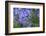 Agapanthus close-up, Sausalito, Marin County, California-Anna Miller-Framed Photographic Print