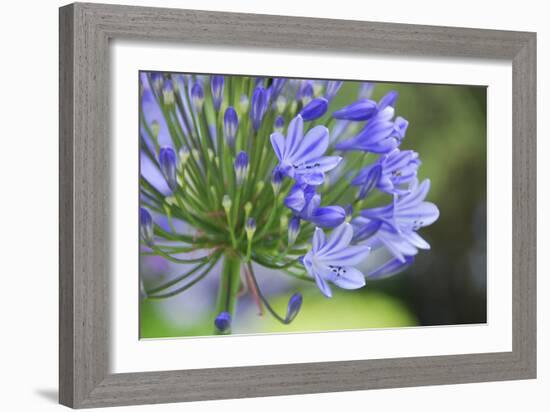 Agapanthus closeup, Sausalito, Marin County, California-Anna Miller-Framed Photographic Print