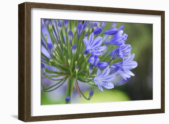 Agapanthus closeup, Sausalito, Marin County, California-Anna Miller-Framed Photographic Print