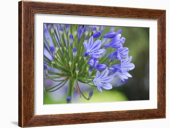 Agapanthus closeup, Sausalito, Marin County, California-Anna Miller-Framed Photographic Print