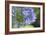 Agapanthus closeup, Sausalito, Marin County, California-Anna Miller-Framed Photographic Print