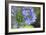 Agapanthus closeup, Sausalito, Marin County, California-Anna Miller-Framed Photographic Print