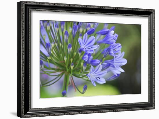 Agapanthus closeup, Sausalito, Marin County, California-Anna Miller-Framed Photographic Print