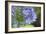 Agapanthus closeup, Sausalito, Marin County, California-Anna Miller-Framed Photographic Print