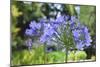 Agapanthus closeup, Sausalito, Marin County, California-Anna Miller-Mounted Photographic Print