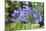 Agapanthus closeup, Sausalito, Marin County, California-Anna Miller-Mounted Photographic Print