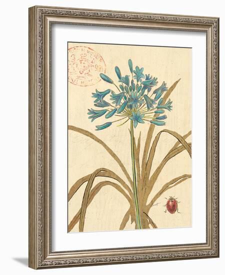 Agapanthus Curiosity-Chad Barrett-Framed Art Print