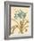 Agapanthus Curiosity-Chad Barrett-Framed Art Print