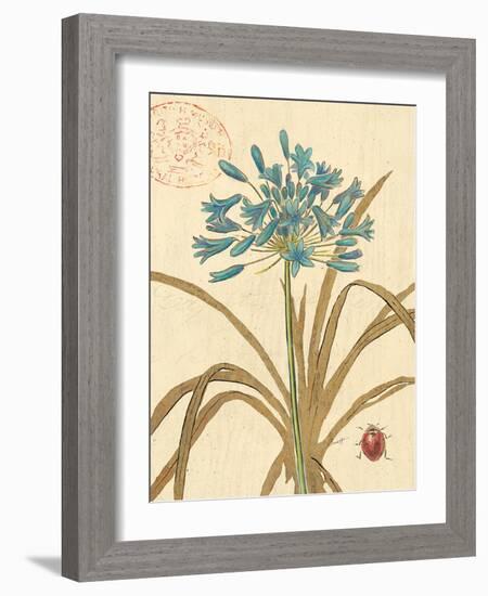 Agapanthus Curiosity-Chad Barrett-Framed Art Print