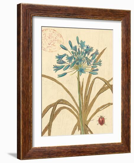 Agapanthus Curiosity-Chad Barrett-Framed Art Print