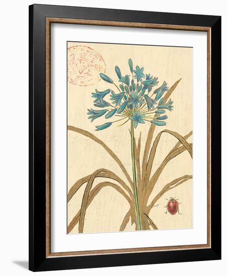 Agapanthus Curiosity-Chad Barrett-Framed Art Print