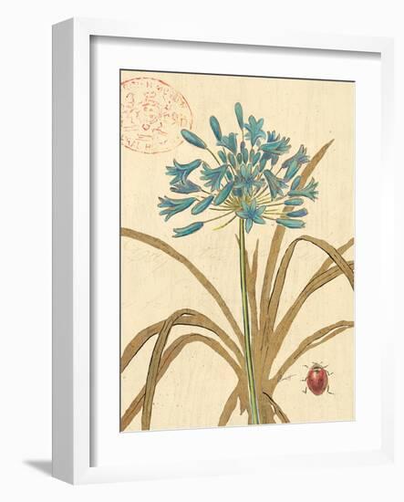 Agapanthus Curiosity-Chad Barrett-Framed Art Print