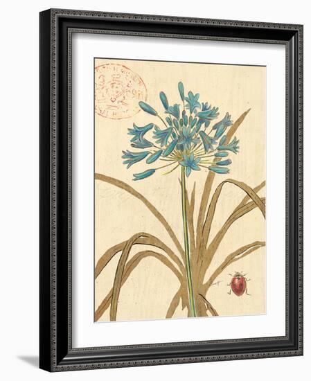 Agapanthus Curiosity-Chad Barrett-Framed Art Print