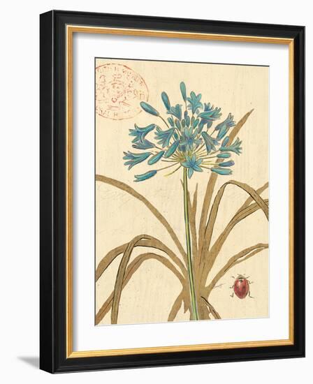 Agapanthus Curiosity-Chad Barrett-Framed Art Print