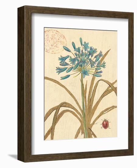 Agapanthus Curiosity-Chad Barrett-Framed Art Print