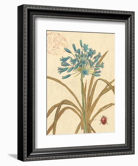 Agapanthus Curiosity-Chad Barrett-Framed Art Print