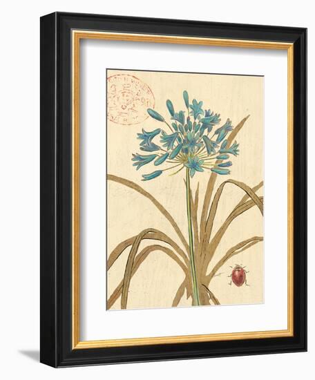 Agapanthus Curiosity-Chad Barrett-Framed Art Print