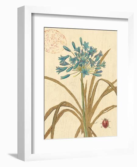 Agapanthus Curiosity-Chad Barrett-Framed Premium Giclee Print