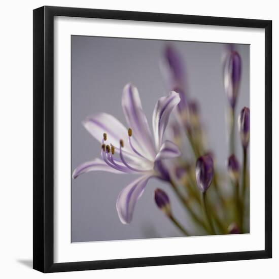 Agapanthus 'Donau'-Cristina-Framed Premium Photographic Print