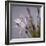 Agapanthus 'Donau'-Cristina-Framed Premium Photographic Print