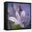 Agapanthus 'Donau'-Cristina-Framed Premier Image Canvas