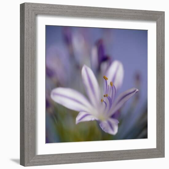 Agapanthus 'Donau'-Cristina-Framed Premium Photographic Print