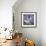 Agapanthus 'Donau'-Cristina-Framed Premium Photographic Print displayed on a wall