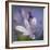 Agapanthus 'Donau'-Cristina-Framed Premium Photographic Print