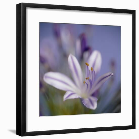 Agapanthus 'Donau'-Cristina-Framed Premium Photographic Print