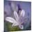 Agapanthus 'Donau'-Cristina-Mounted Premium Photographic Print