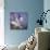 Agapanthus 'Donau'-Cristina-Photographic Print displayed on a wall