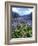 Agapanthus Flowers Near Serra De Agua, Madeira, Portugal-Hans Peter Merten-Framed Photographic Print