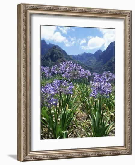 Agapanthus Flowers Near Serra De Agua, Madeira, Portugal-Hans Peter Merten-Framed Photographic Print