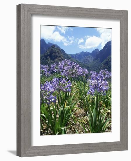 Agapanthus Flowers Near Serra De Agua, Madeira, Portugal-Hans Peter Merten-Framed Photographic Print