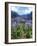 Agapanthus Flowers Near Serra De Agua, Madeira, Portugal-Hans Peter Merten-Framed Photographic Print