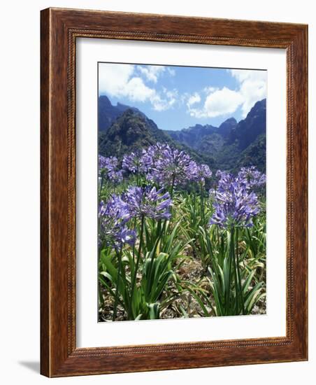 Agapanthus Flowers Near Serra De Agua, Madeira, Portugal-Hans Peter Merten-Framed Photographic Print