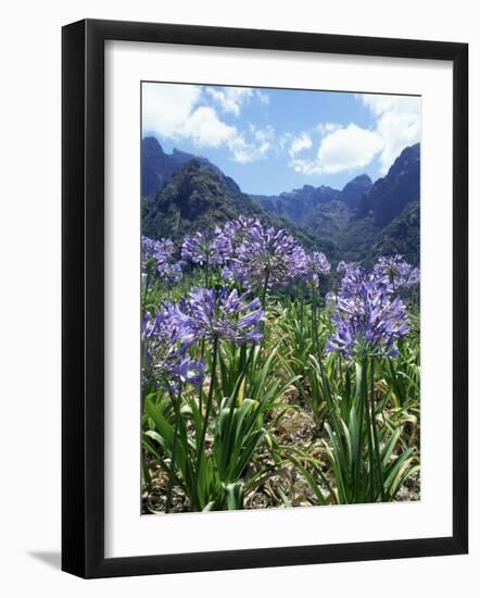 Agapanthus Flowers Near Serra De Agua, Madeira, Portugal-Hans Peter Merten-Framed Photographic Print