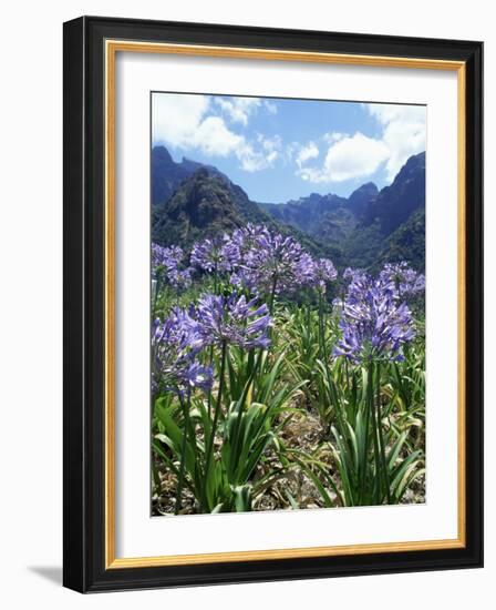 Agapanthus Flowers Near Serra De Agua, Madeira, Portugal-Hans Peter Merten-Framed Photographic Print