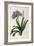 Agapanthus Umbrellatus, from Les Liliacees-Pierre-Joseph Redouté-Framed Giclee Print