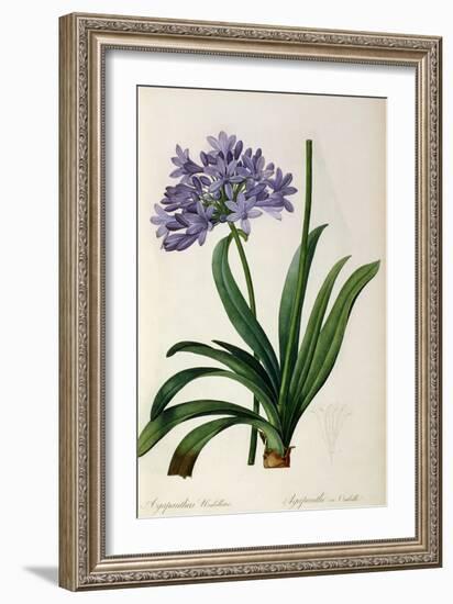Agapanthus Umbrellatus, from Les Liliacees-Pierre-Joseph Redouté-Framed Giclee Print