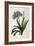 Agapanthus Umbrellatus, from Les Liliacees-Pierre-Joseph Redouté-Framed Giclee Print