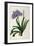 Agapanthus Umbrellatus, from Les Liliacees-Pierre-Joseph Redouté-Framed Giclee Print