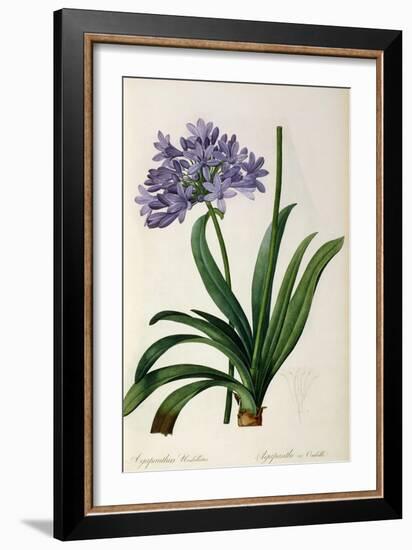 Agapanthus Umbrellatus, from Les Liliacees-Pierre-Joseph Redouté-Framed Giclee Print