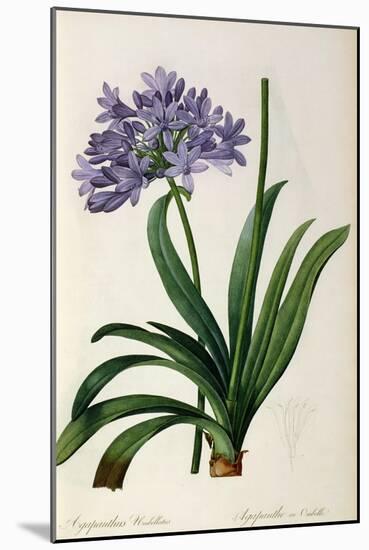 Agapanthus Umbrellatus, from Les Liliacees-Pierre-Joseph Redouté-Mounted Giclee Print