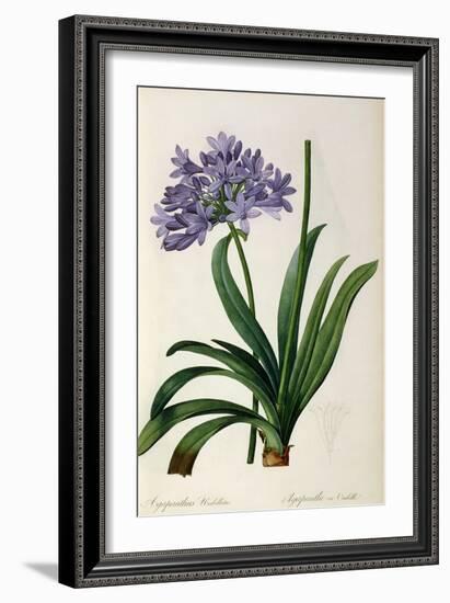 Agapanthus Umbrellatus, from Les Liliacees-Pierre-Joseph Redouté-Framed Giclee Print