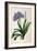 Agapanthus Umbrellatus, from Les Liliacees-Pierre-Joseph Redouté-Framed Giclee Print